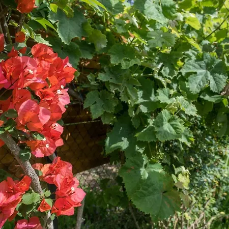 Corfu Linea Βίλα Λίνια